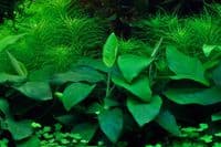 Anubias barteri nana Tropica 1-2 Grow!